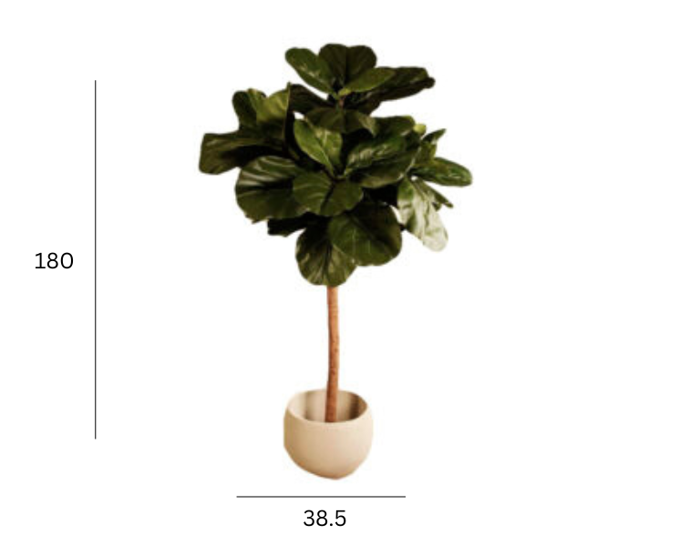 FIDDLE LEAF TREE