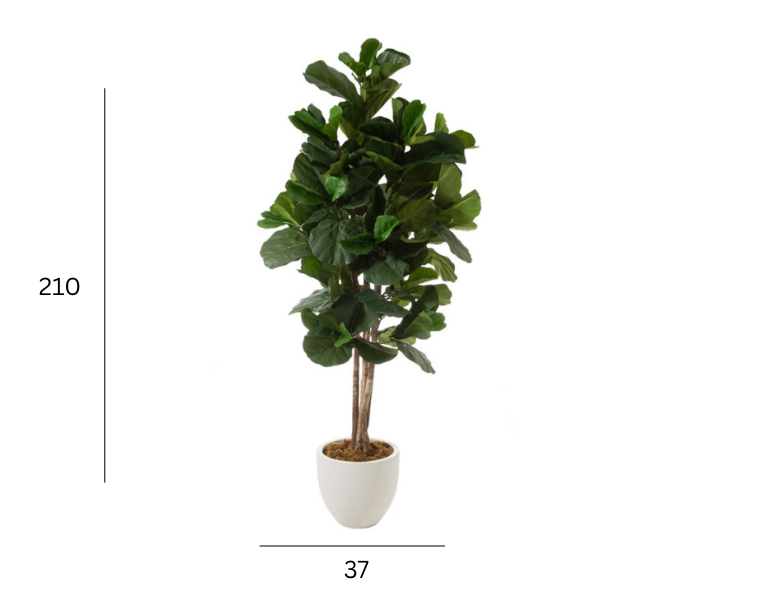 FIDDLE TREE (1)