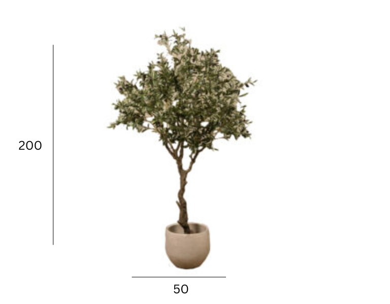 OLIVE TREE
