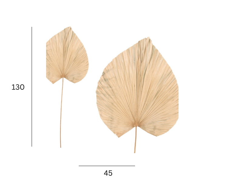Palm Leaf Medium